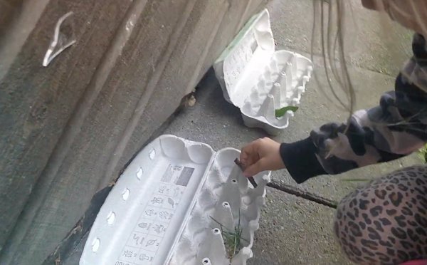 Æggebakke naturbingo